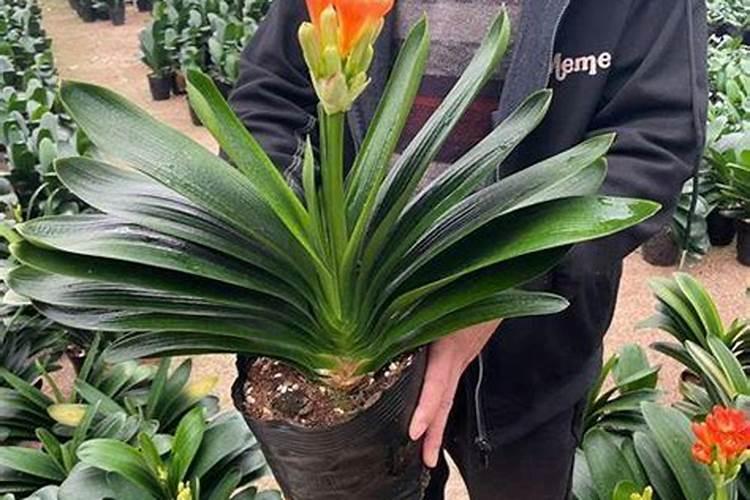 君子兰缺肥怎么判断,从叶片状况可以看出它缺什么肥