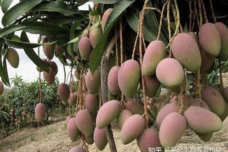 大棚油桃施肥方法