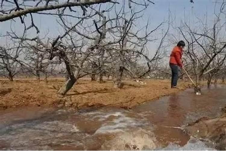 红富士苹果近年的经济效益好,如何提高红富士苹果品质？