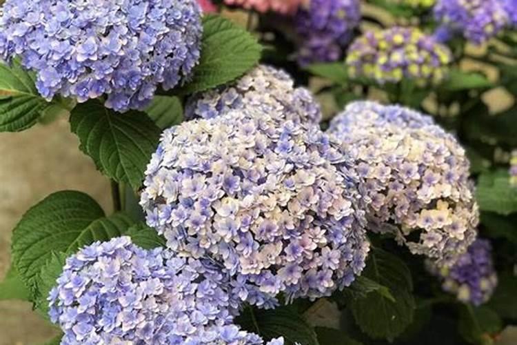 高钾肥适合浇什么花