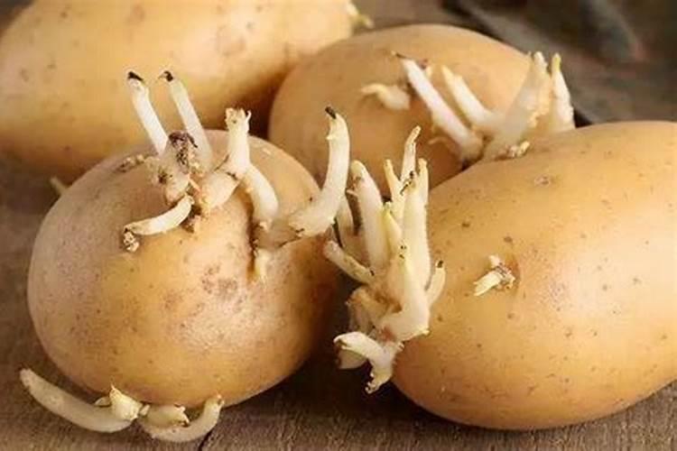土豆发芽了怎么种？