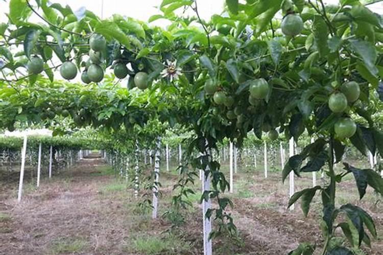 百香果什么肥可以果实膨大？百香果上什么肥料产量高？
