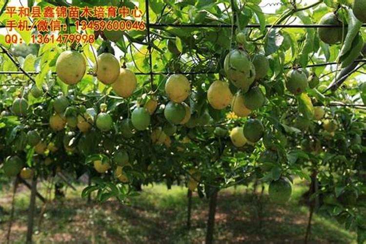 百香果挂果后如何施肥？