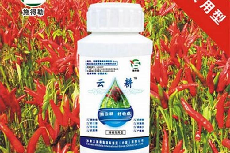 大棚油挑肥料很足但不旺是什么原因？