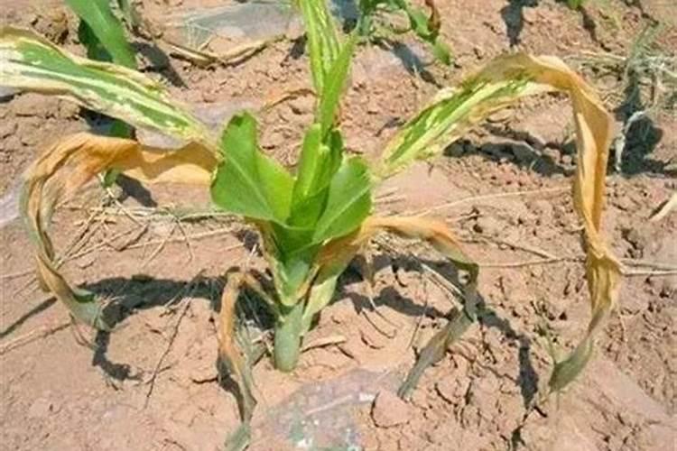 农资网化肥的价格