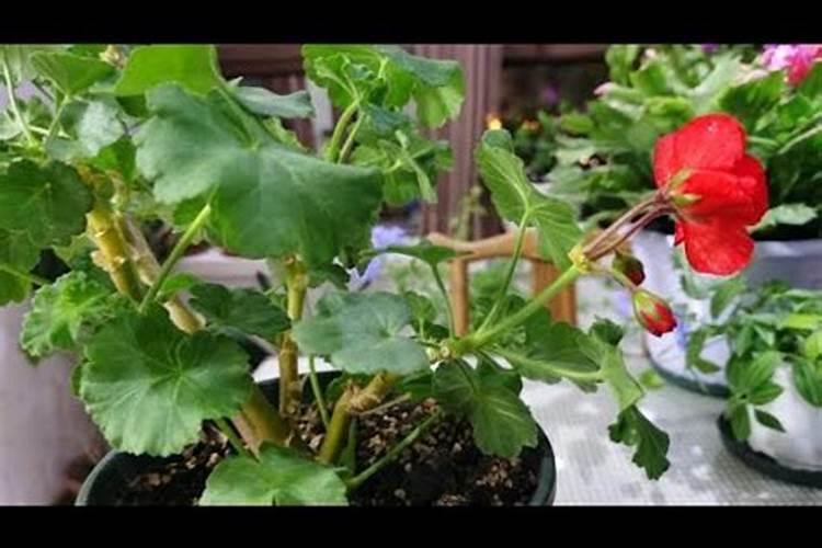 天竺葵光长叶子不开花怎么办