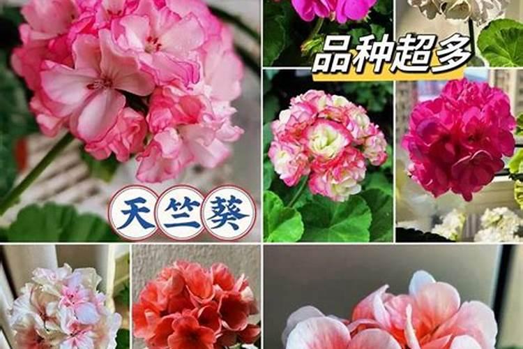 天竺葵不开花怎么办