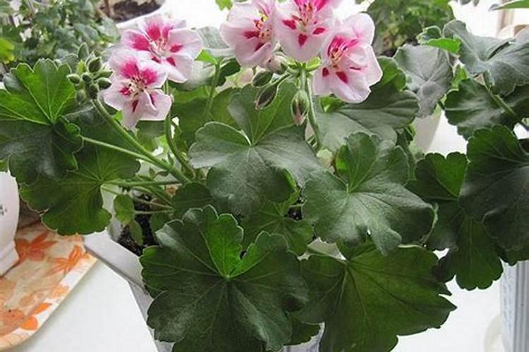 天竺葵光长叶子不开花怎么办