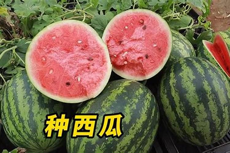 种西瓜用多少含量的复合肥好