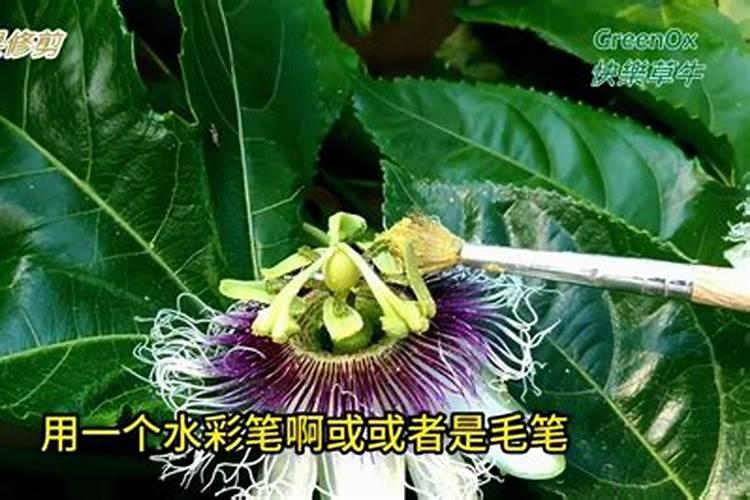 百香果开花期施肥技巧
