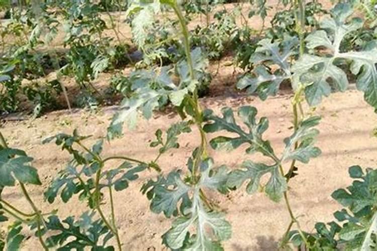 西红柿的秧子细高用什么药物让它变的粗壮