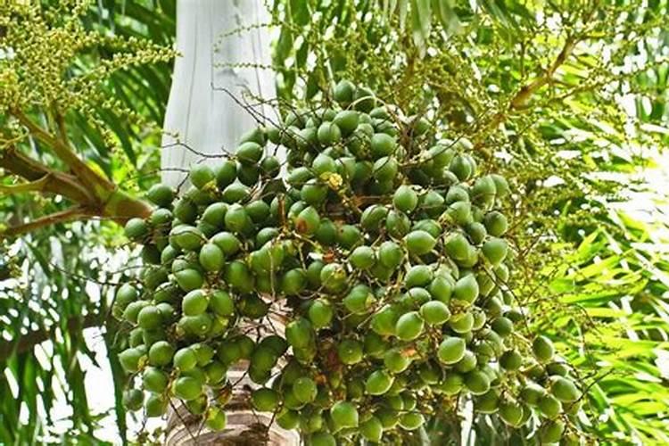 胡椒是怎么种植的