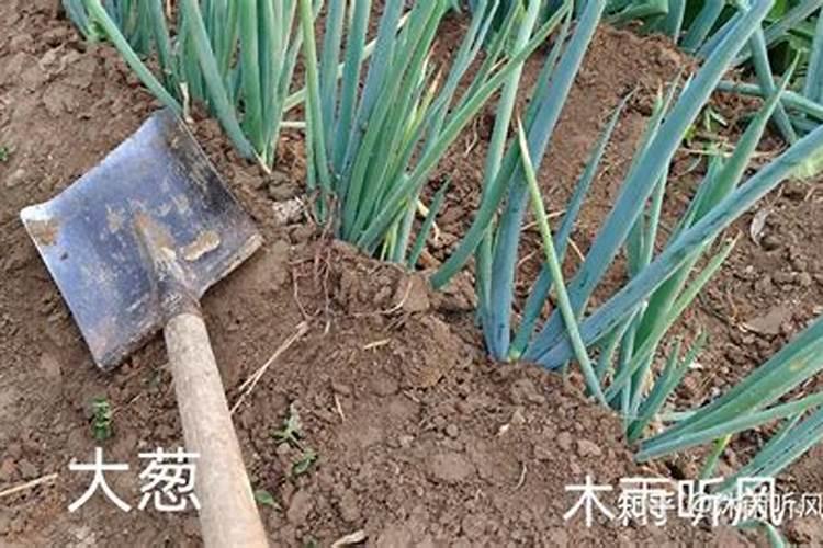 种大葱用什么肥料