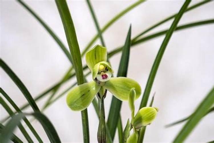 九月兰花应该怎样管理好 九月份兰花应该怎样管理好