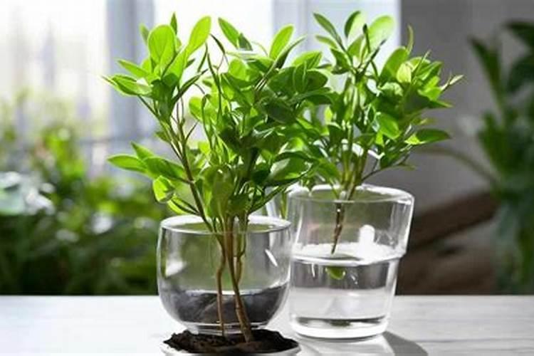 乌龟屎可以当肥料吗？