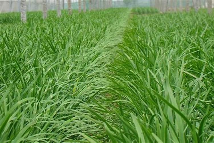 西瓜苗什么时候施肥西瓜苗的施肥时间