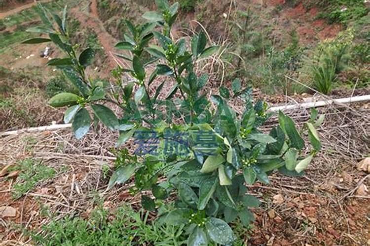 连翘种植每亩使用多少农药