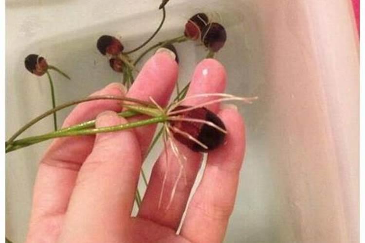 碗莲在水中发芽生根需要移出来吗