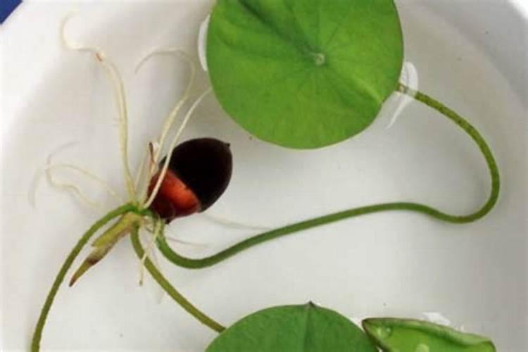 碗莲生根长叶后怎样移植到土里