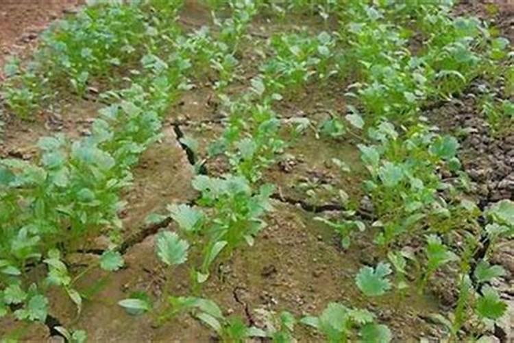 香菜喷什么叶面肥长得快 香菜喷什么叶面肥才能长得快