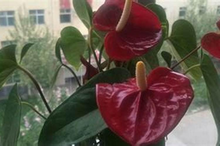 如何给红掌施肥与浇水