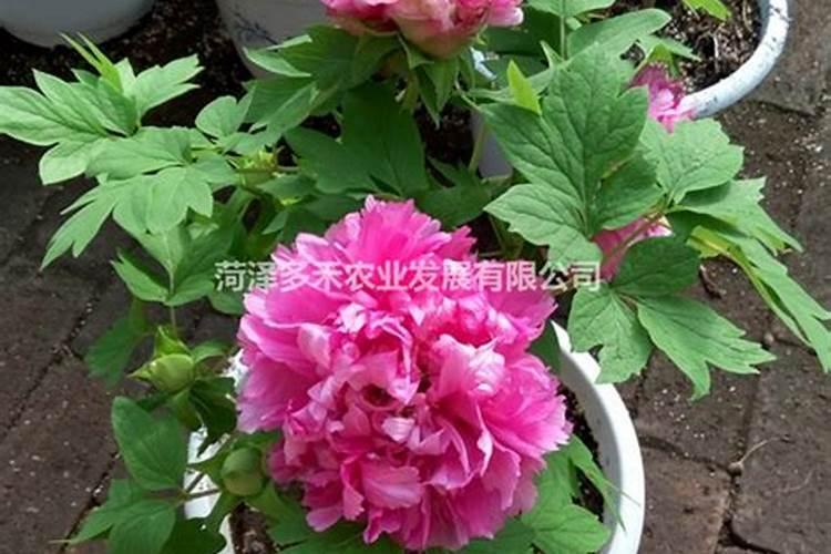 磷酸二氢钾叶面肥是什么 对果树有啥作用