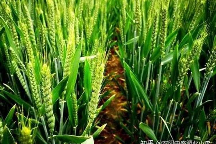 芸苔素喷施最佳时间