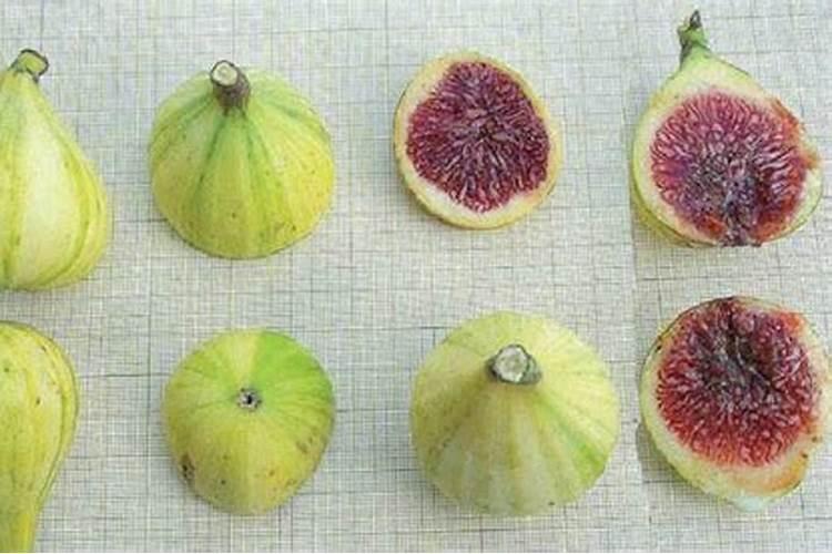 无花果施肥用什么肥料