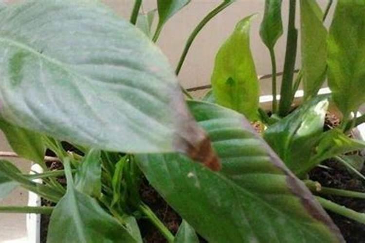 绿萝施什么肥才能更旺盛