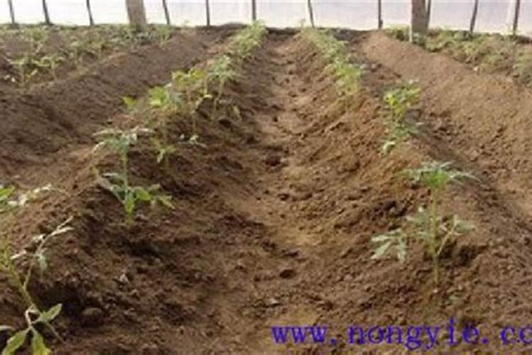 番茄怎样进行肥水的管理