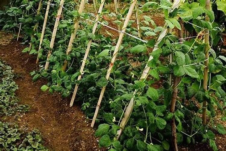 种植豆角,需要施什么肥