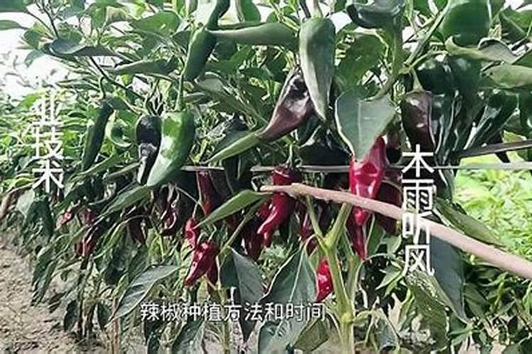 喷施水溶肥氨基酸最佳浓度是多少