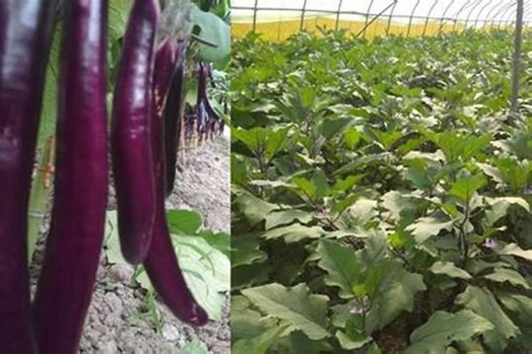 茄子冬天冲什么肥好