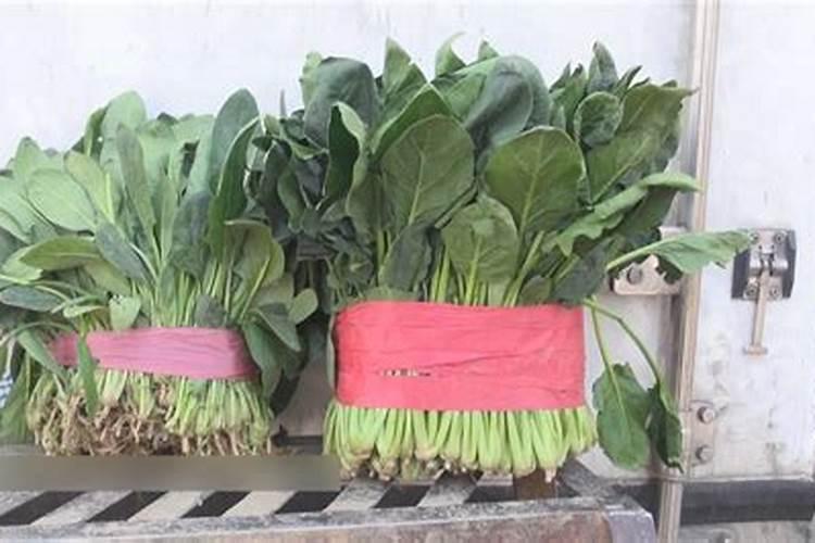 菠菜抽薹的原因 防治措施有哪些