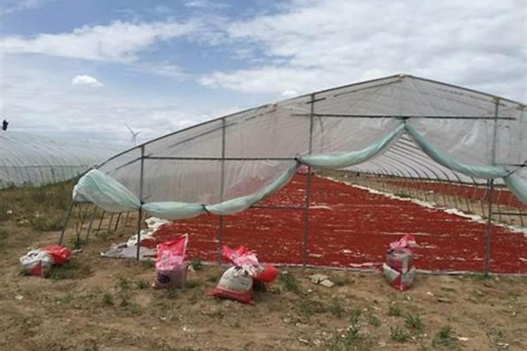 枸杞秋季施肥的方法及要点