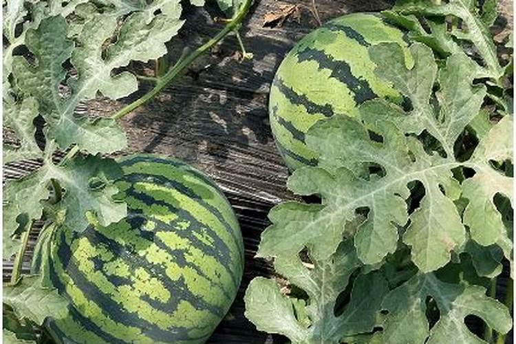 西瓜施肥时间和方法