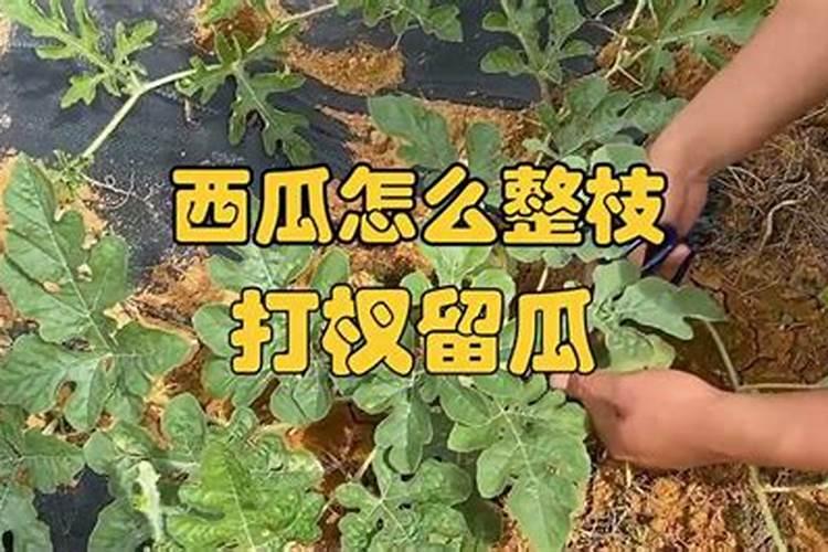 氨基酸叶面肥,能打西瓜吗