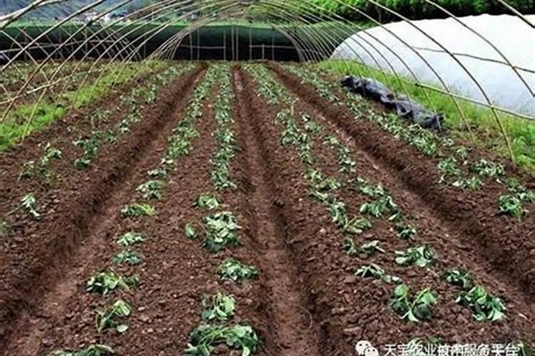 鱼蛋白草莓冲施的最佳时期