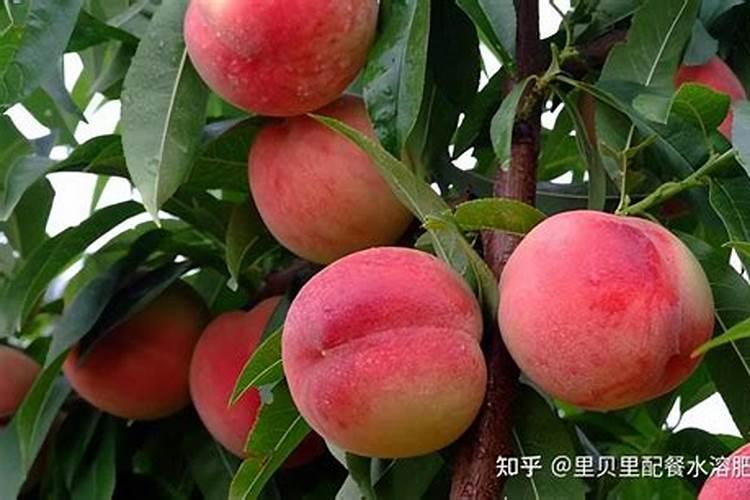 6月份桃树施什么肥