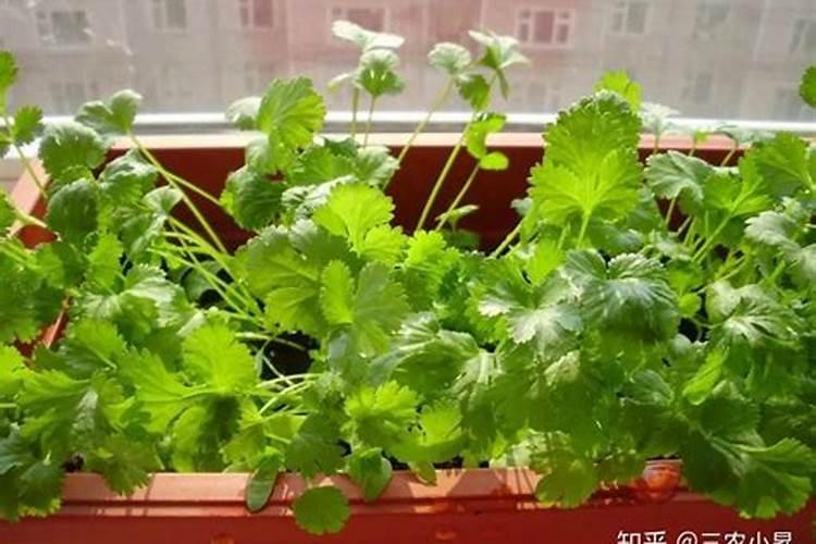 香菜种植施肥方法