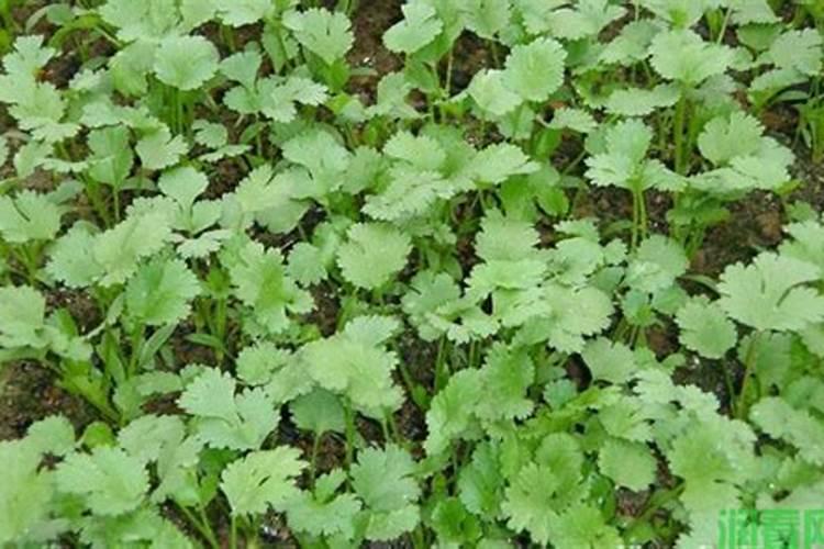 香菜浇什么肥料合适