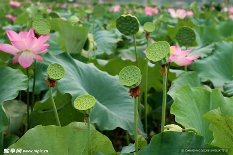 莲子要施什么肥结得更多