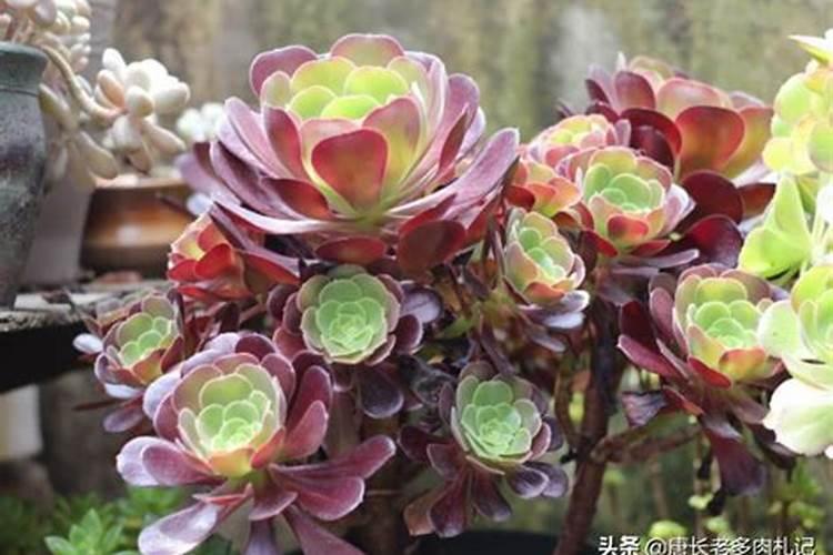 法师冬天怎么养才能安全过冬？