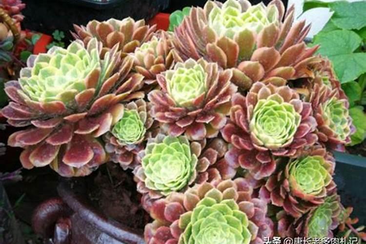 法师冬天怎么养才能安全过冬？