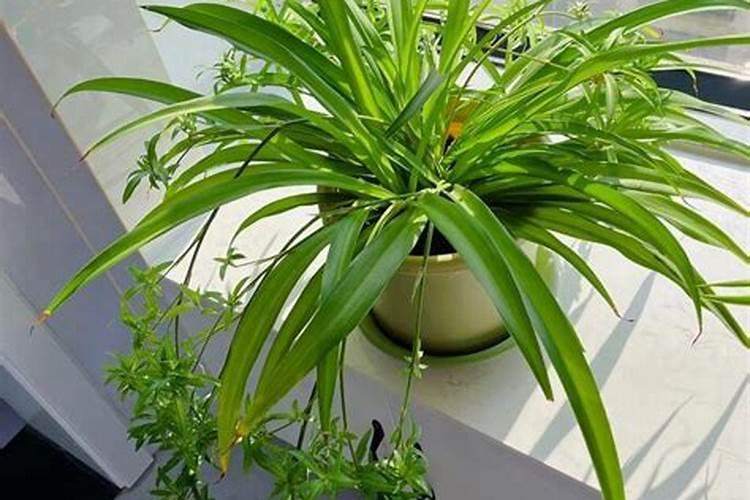 吊兰养护成绿瀑布需要满足哪些硬性条件