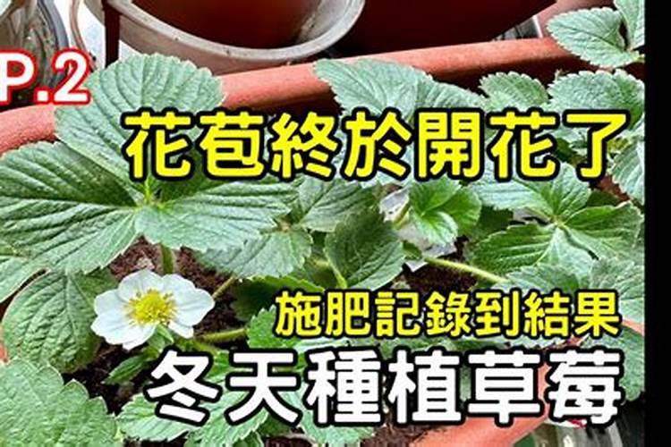 草莓怎么施肥和浇水