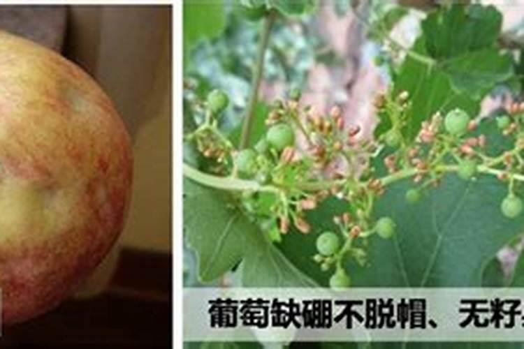 苹果树补钙的叶面肥有哪些