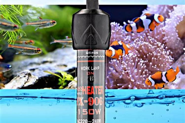 水族箱里的水变绿该怎么处理呢？