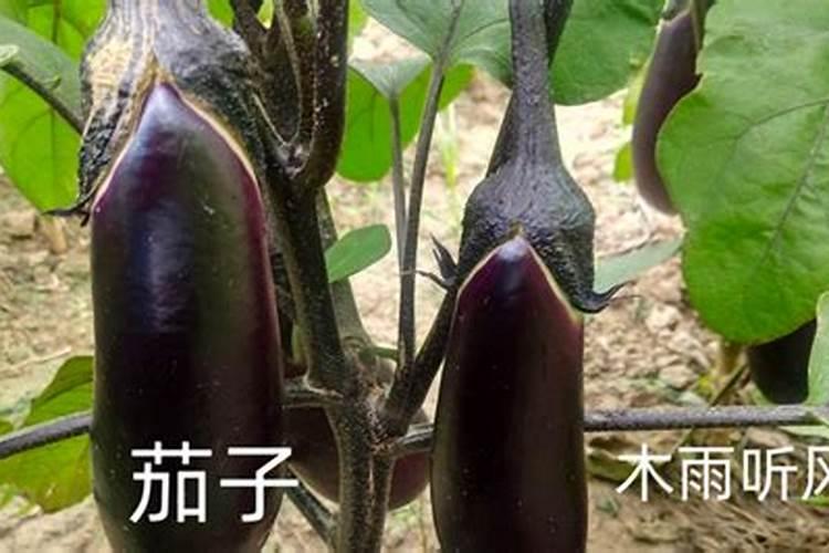 下过雨后,辣椒、茄子、西红柿等为何频繁出现坏果情况？有什么应对之策...