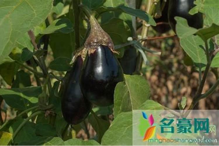 下雨天可以给辣椒茄子南瓜丝有机肥吗？